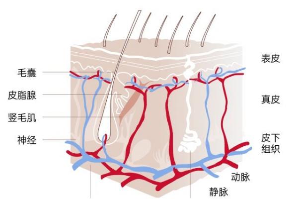 做dna 还用带毛囊的头发吗？要注意什么